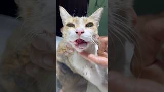 Cat after surgery rap punjabisong hiphop punjabi song music cat vetstudent musicgenre [upl. by Ralip]