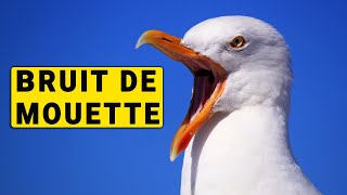 BRUIT DES MOUETTES [upl. by Aicnarf]