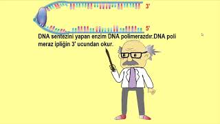 DNA Replikasyonu animasyonu  Ogazaki Fragmentleri [upl. by Velda]