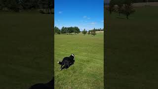 Fetch for a Belly Rub dog doglover rescued bellyrub music cute familypets countryliving [upl. by Dulcea]