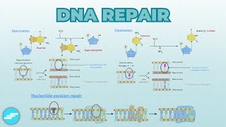 DNA Repair amp Recombination  Cell Biology [upl. by Lemrahs]