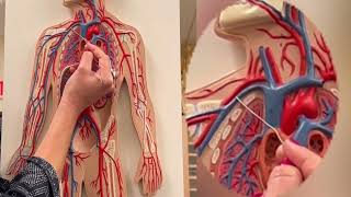 Dr Benaduce Upper Limb Blood vessels Flat Model [upl. by Siouxie]