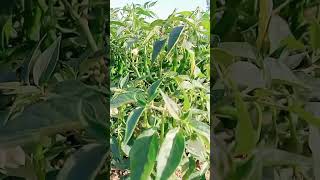 chilli crop farming  VNR sunidhi chilli seed [upl. by Alletnahs]