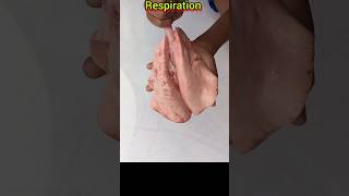 Human respiratory system  class10  3D  shorts youtubeshorts respiration [upl. by Ellison]