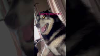 Husky Tantrum crazyhusky husky itsahuskything siberianhusky HuskyLife LunaticHusky [upl. by Vadim]