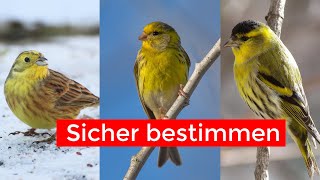 Gelbe Vögel sicher unterscheiden  Goldammer Girlitz Erlenzeisig [upl. by Gnoud]