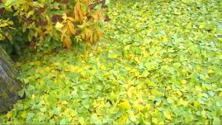 Our Ginkgo Tree  Wisconsin Garden Video Blog 471 [upl. by Rennie]