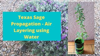 Texas Sage Leucophyllum frutescens Propagation  Air Layering using Water [upl. by Eppie]