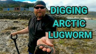 How to dig lugworm in Norway  or anywhere else [upl. by Nnaillek313]