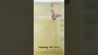 cupang red serit [upl. by Carpenter453]