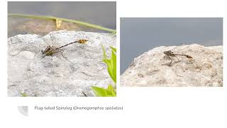 Dragonflies and Damselflies Of Spring Lakes Park Ohio [upl. by Annait]