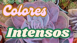 ESPECTACULAR INTENSOS COLORES EN MIS SUCULENTAS ROSAS 🩷🩷🩷 suculentas plantas [upl. by Nnylharas]