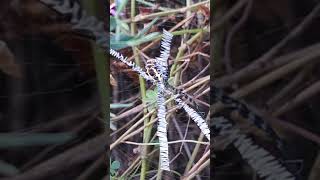 Argiope web ventral view [upl. by Ansela212]