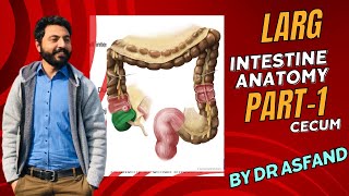 LARGE INTESTINE  Anatomy of CECUM [upl. by Ateerys762]