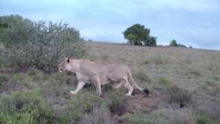 Lion attacks Giraffe  Shamwari [upl. by Vyky]