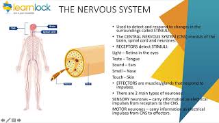 GCSE AQA Biology  B5 Homeostasis and response  Nervous system [upl. by Yeoj]