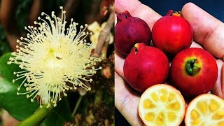 CONHEÇA A FLORAÇÃO DO ARAÇA VERMELHO Psidium cattleianum [upl. by Lydia]