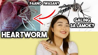 HEARTWORM Causes treatment amp prevention  Arah Virtucio [upl. by Tenej]