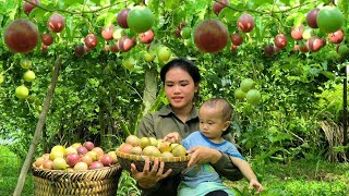 Harvesting Passion Fruit to sell at the market Gardening to grow Flowers amp Ornamental Plants [upl. by Greenlee]