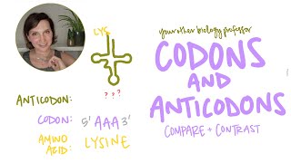 Whats the difference between Codon and Anticodon Intro Biology [upl. by Asiaj]