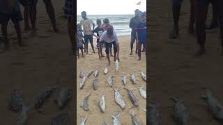 280Kgs Catfishes 😱 seafishing fishing fishermanslife fish shorts [upl. by Hylton]