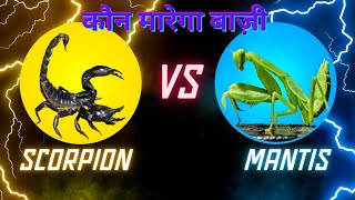 Scorpion vs Mantis ⚖️ Poisonous scorpion  Praying mantis  Black Scorpion [upl. by Nosmirc]