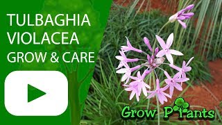 Tulbaghia violacea  grow harvest amp Eat Society garlic [upl. by Len687]