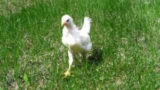 White Leghorn Chick 3 weeks old [upl. by Anilam]