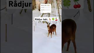 Vad För Jakt E Din Favorite🍒🍀🏞️🦌Del 1🏞️🦌 [upl. by Golden746]