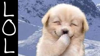 Funny Dogs  Worlds Funniest Dog Video Ever [upl. by Annia]