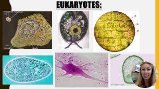 Eukaryote vs Prokaryote Video [upl. by Mackler]