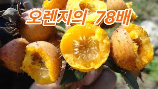 비타민 C 폭탄 오렌지의 78배 자리의 놀라운 효능 [upl. by Acirej]