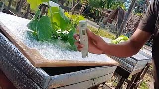 Cek PPM air nutrisi pada tanaman melon hidroponik sistem machida [upl. by Alliuqet376]