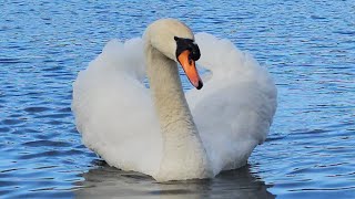 Mute Swan Cob shifts out the remaining 2 juveniles away from the feeding area  Felix amp Autumn [upl. by Martella699]