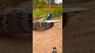 sap ko khaichi se kat Diya snake animals [upl. by Sacks]