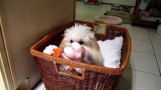 MOST CUTEST TOY POODLE PUPPY IN THE WORLD [upl. by Yelrah]