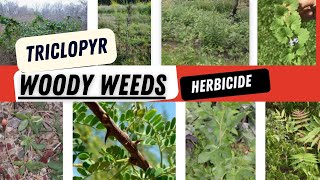 Understanding Triclopyr Chemistry for the control of woody weeds in different places [upl. by Notsuh]