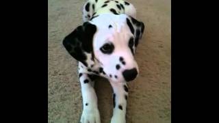 Smart Dalmatian Puppy [upl. by Ahsemac]