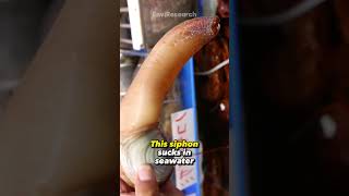 This Creature is Geoduck animals facts [upl. by Asertal]