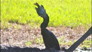 Anhinga Bird Eating Huge Fish [upl. by Jermaine]