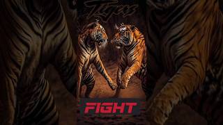 Tiger Fight🔥 Tigerss Tries Stealing huge male s meal fight 🔥 [upl. by Petunia]