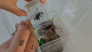 Rehouse Caribena versicolor Antilles pinktoe tarantula [upl. by Maleeny]