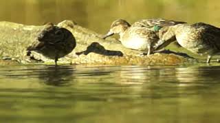 Bluewinged Teals  Grenadier Pond High Park [upl. by Aihsened576]