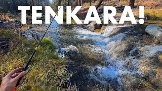 Catching Surprise Fish in a Unique Mountain Creek Tenkara Fly Fishing [upl. by Joh]