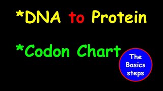 DNA to Protein  Reading codon chart the basic steps [upl. by Mudenihc221]