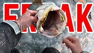 The Biggest Fish Ive Ever Caught Ice Fishing 2024 Lake of the Woods [upl. by Aehcim]