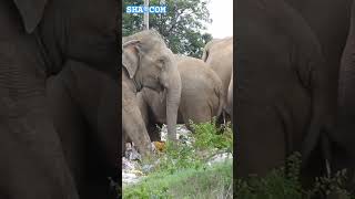 FUN Elephant wildelephants wildlife animals elephant srilanka jangal loveelephants shorts 🐘🐘 [upl. by Nilauqcaj]