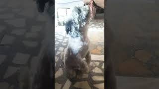 Shih Tzu salute ki training [upl. by Obel]