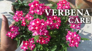 Verbena Flower  Verbena Plant Care  How To Grow Verbena Flowers [upl. by Hairom]