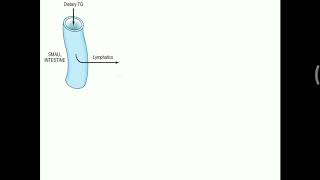 Summary of Chylomicron metabolism [upl. by Elleirda830]